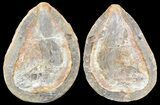 Triassic Fossil Fish (Pteronisculus?) In Nodule - Madagascar #53658-1